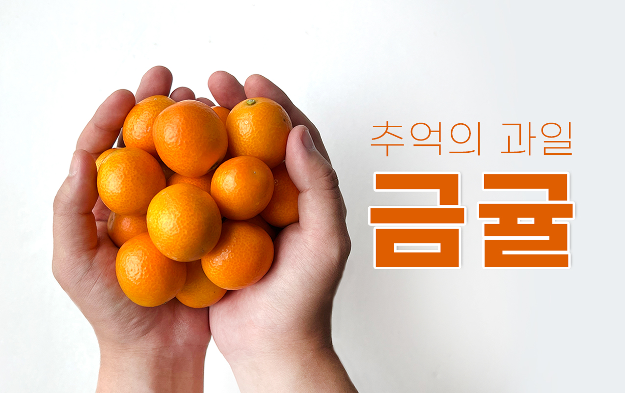 낑깡,기억하시나요?추억의 과일 금귤이 제주도 인기만점 금귤농장에서 왔어요