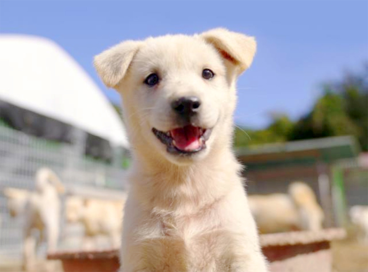 この方が倒れたら、223匹の犬が安楽死の危機に瀕します