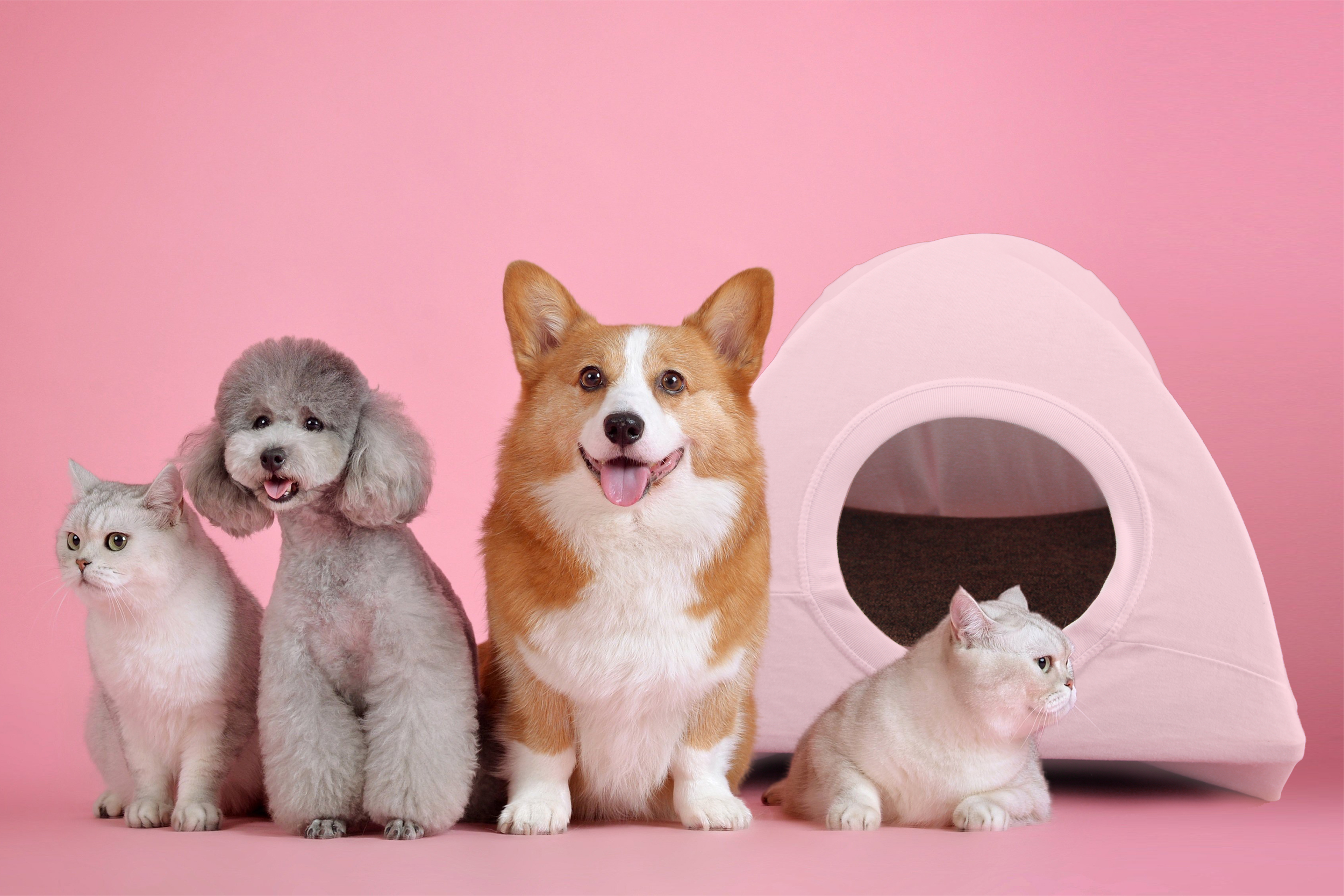 커피 한잔값으로"집사~" 실화임! 이제 버리지말고 아이들에게 양보하세요~