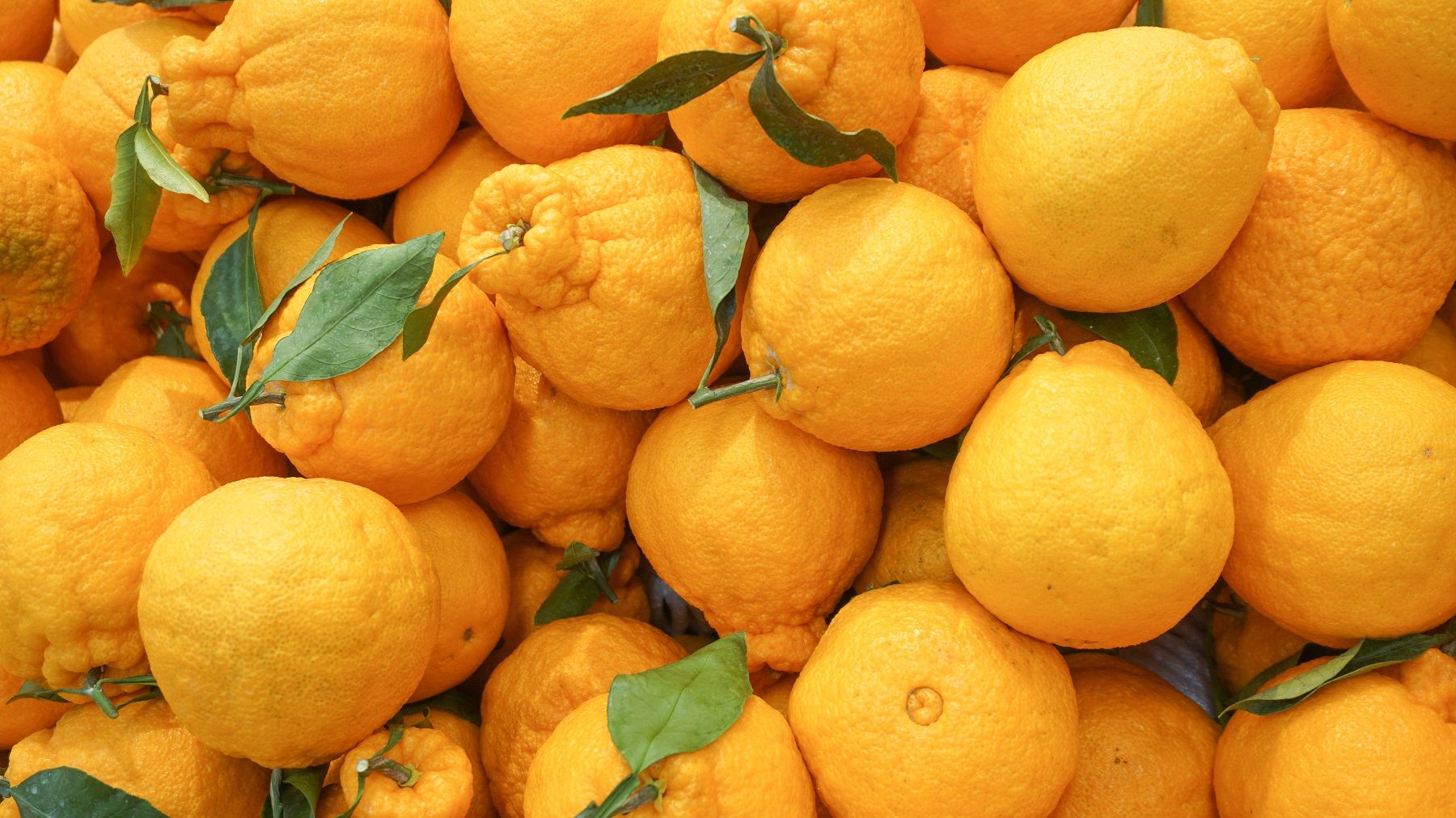 价格不变，品质升级！体验优质又适合送礼的韩国产韩橘！