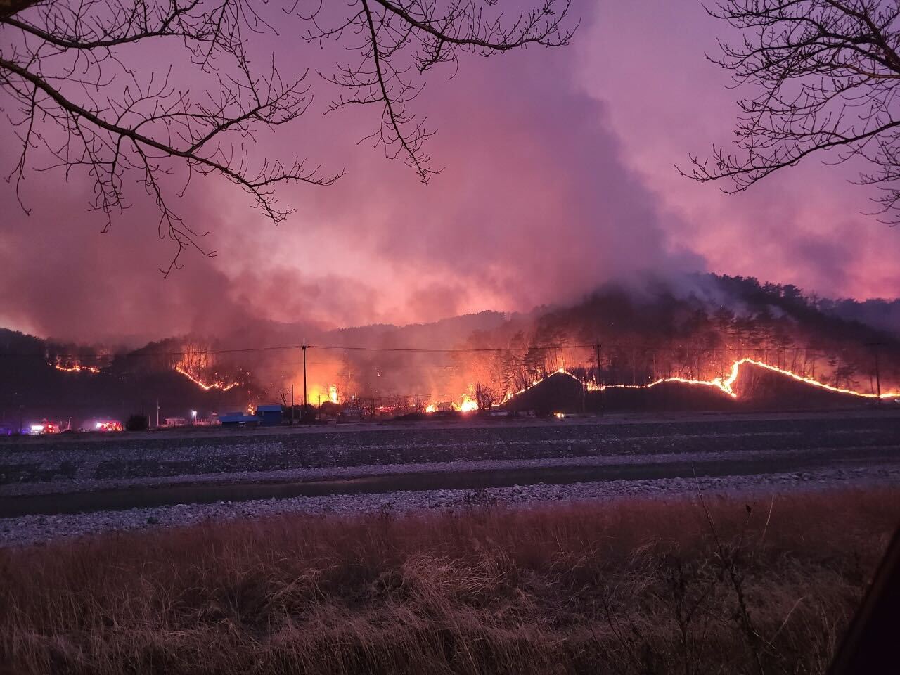 [긴급구호] 산불이 휩쓸고 간 자리, 남겨진 이웃과 반려동물을 도와주세요