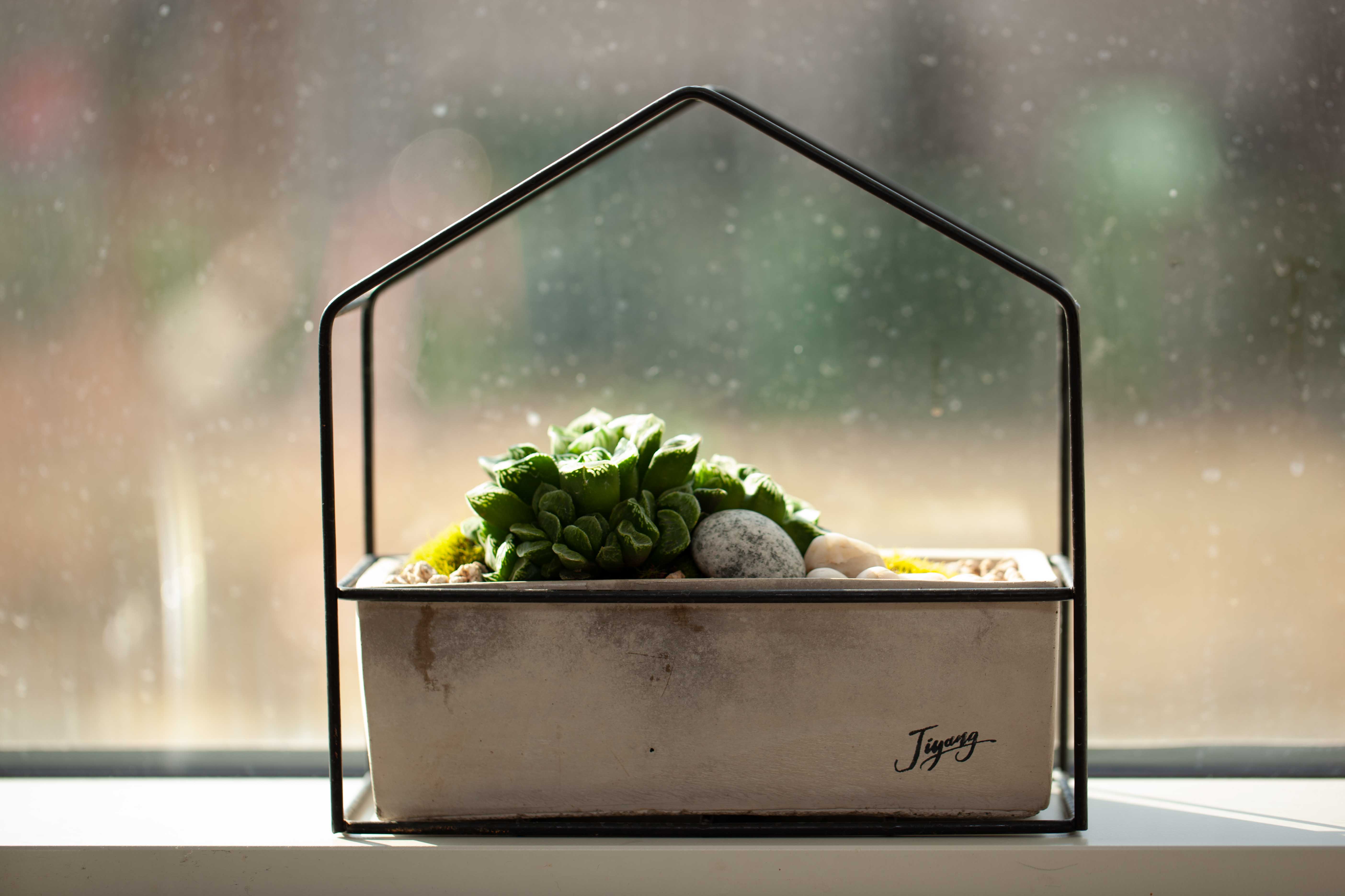 영농조합법인 지양