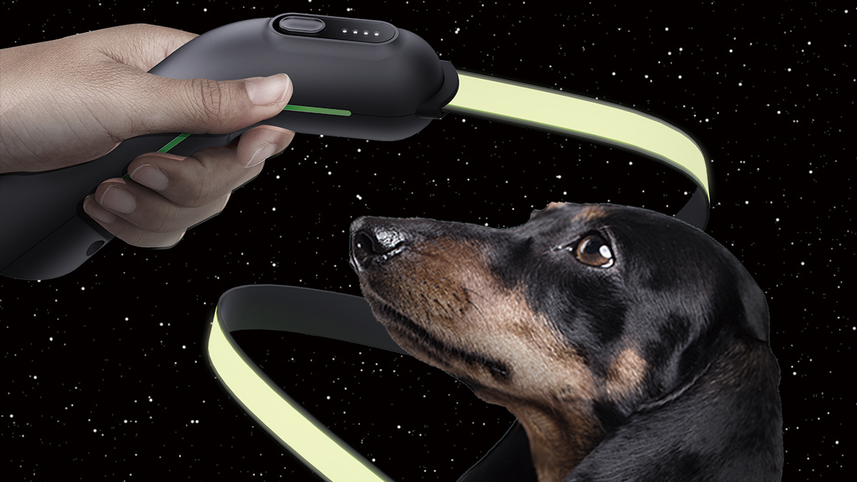 반려동물 야간 산책, 보다 안전하게 그리고 아릅답게 | PASHION