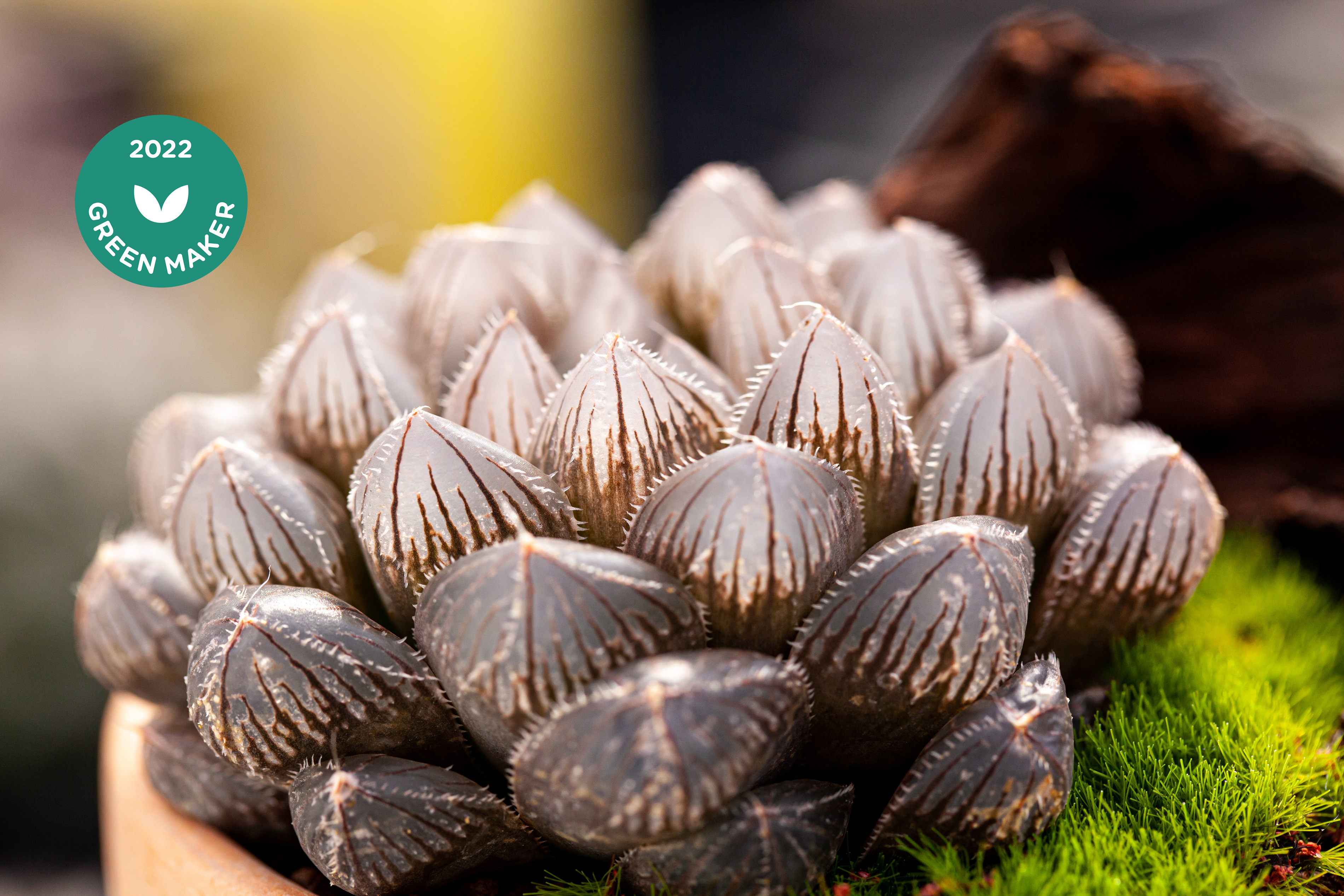 Have You Seen the 'Jewel of South Africa' That Changes Color Like a Chameleon?