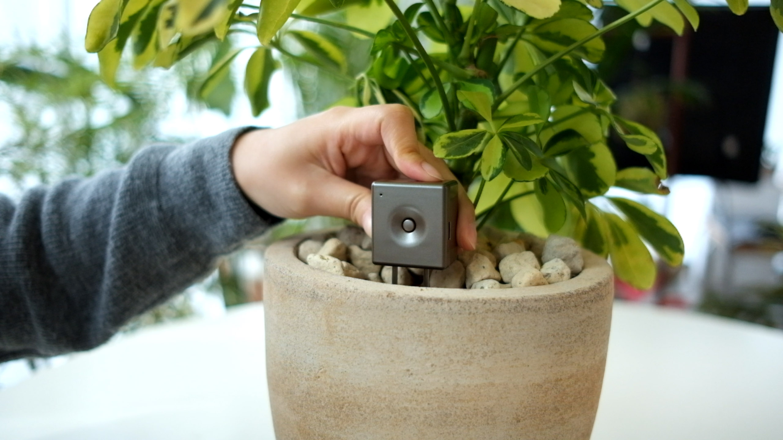 소중한 반려식물 더이상 죽이지 마세요! 물 줄 시기를 알려드려요