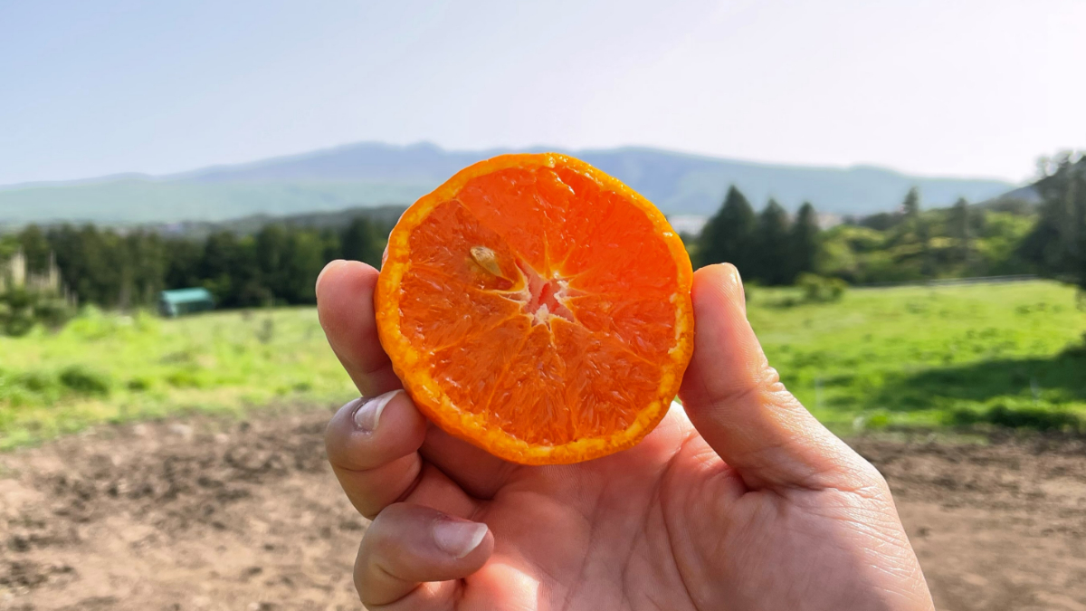 [Artisan’s Tangerine] Karahyang 400 Days of Waiting for Perfect Flavor After Cherry Blossoms Fall