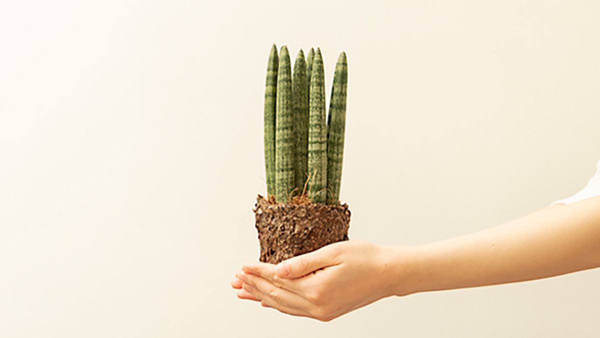 일상에서 찾는 원예 힐링, 폐낙엽을 활용한 반려식물 원예 키트