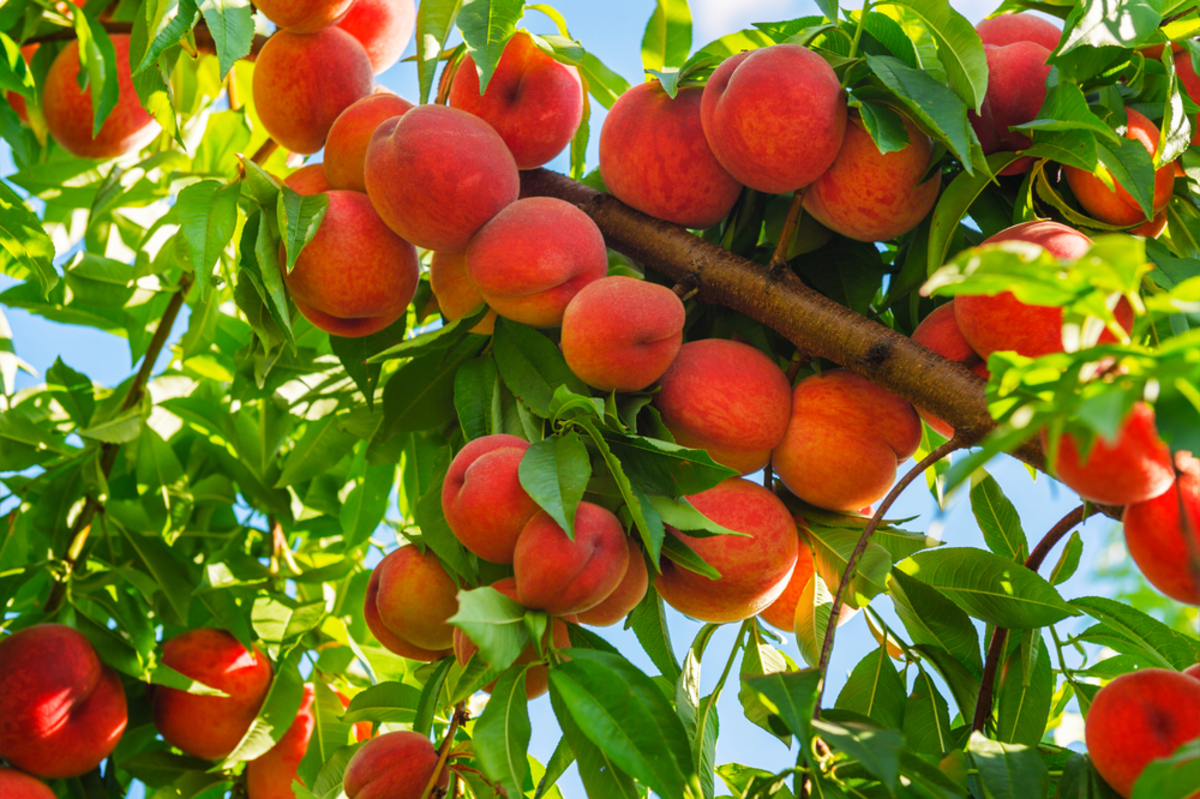 [Only 0.8% Nationwide] The Soft Sweet Rare Shinbi Peach Harvested Just 2 Weeks a Year!