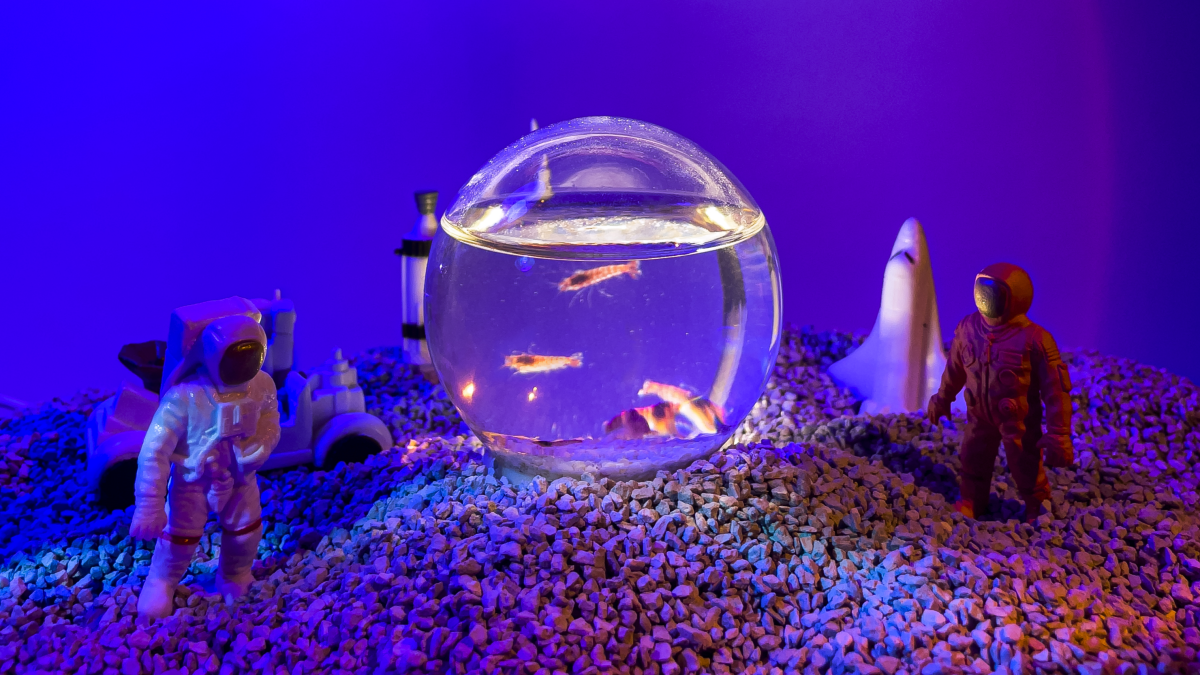 작은 우주 속 반려새우