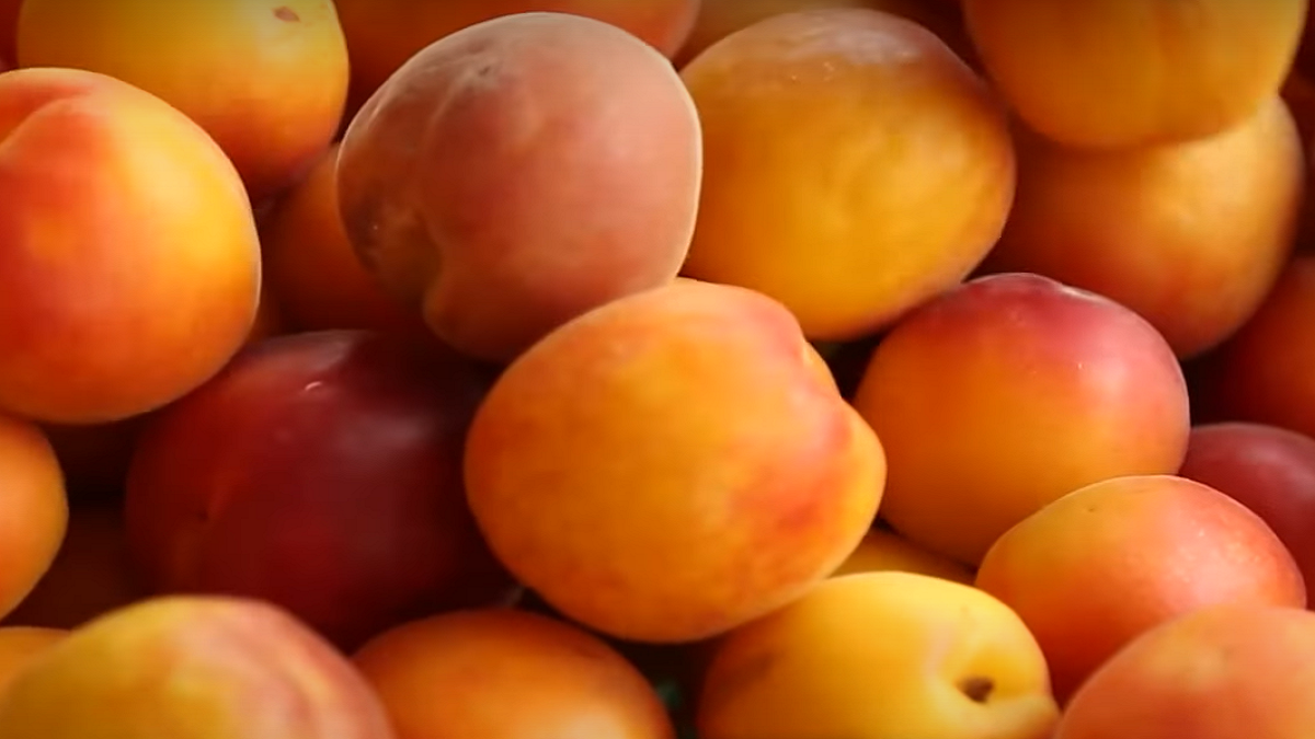 [플럼코트] 자두 + 살구의 만남!! 새콤달콤한 플럼코트를 만나보세요!!