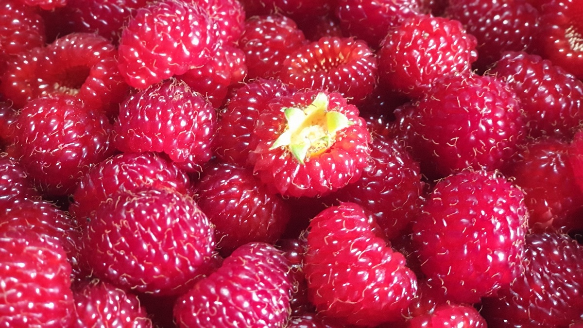 [Raspberries Are Here] Freshly picked on the day—taste June’s peak season raspberries.