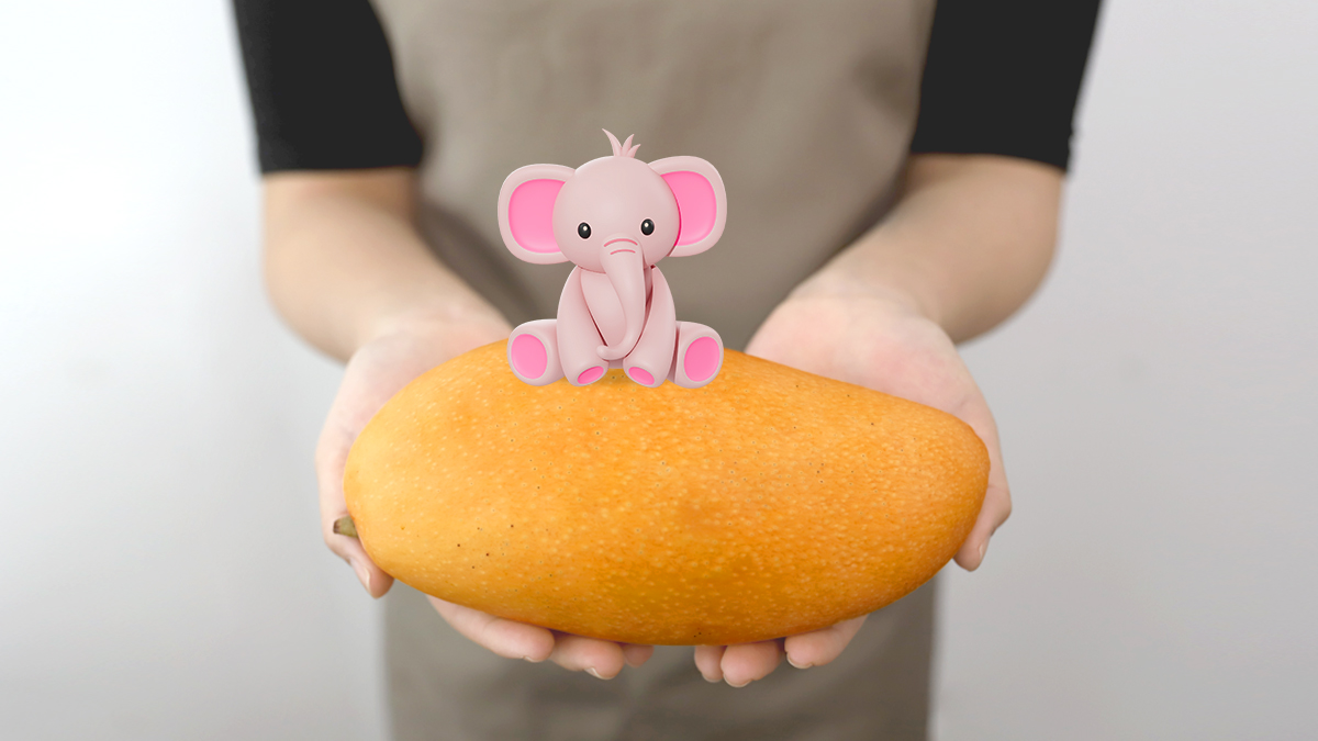[Elephant Mango] Mango This Big?? Sweet & Chewy Giant Mango