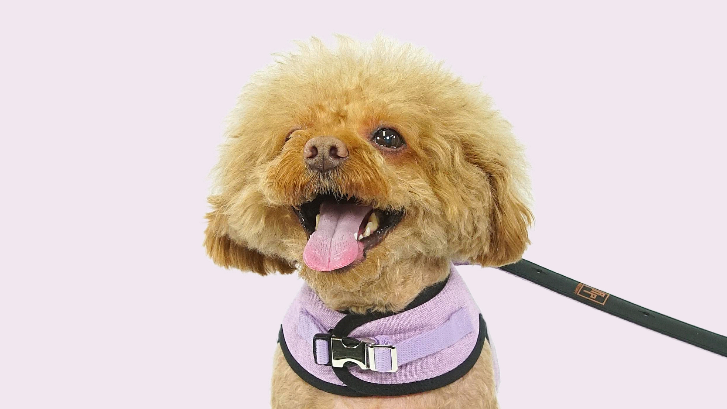 [满意度5.0] 不打结牵引绳与柔软背带一次拥有！