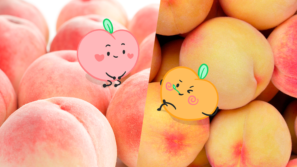 [레전드 등장] 올 여름을 강타할 복숭아! 분홍이와 노랑이가 온다!