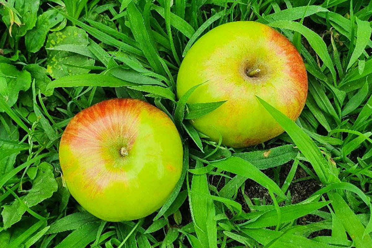 [新品种苹果] 酥脆酸甜！夏日限定夏青苹果“Summer Prince”