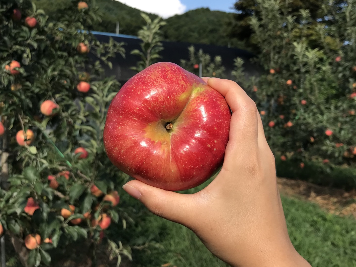 [홍로사과] 달콤한 추석 명절 대표 과일 홍로를 가족들과 함께 해보세요!