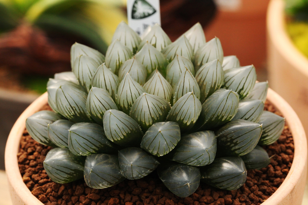 [14265%アンコール]朝夕で色が変わる“南アフリカの宝石”、知っていますか？