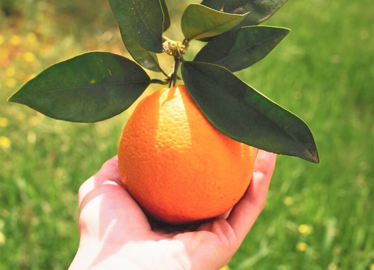 My nickname? The queen of fruits the scent of luxury—Golden Hyang.