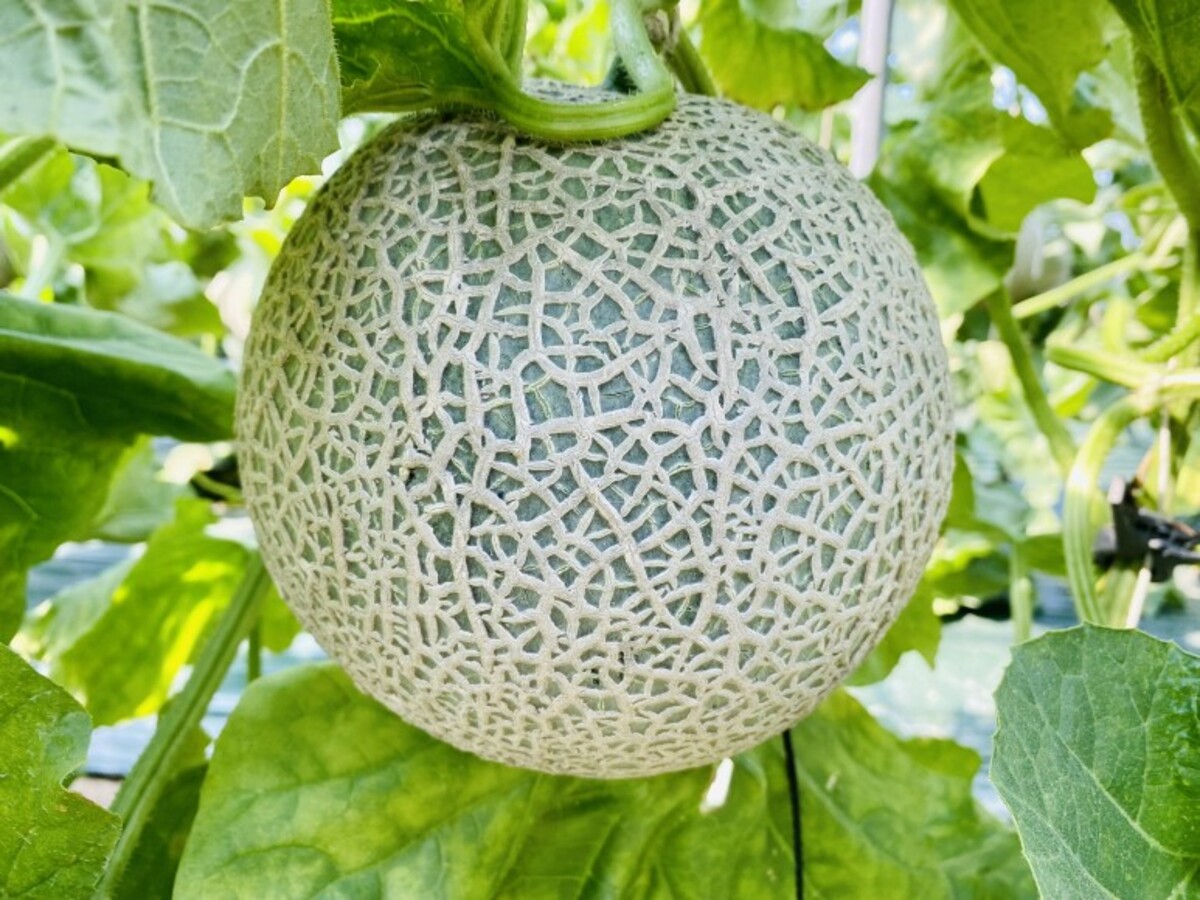 [加推] 抱歉，丰收过盛，蜜瓜竟大如西瓜。