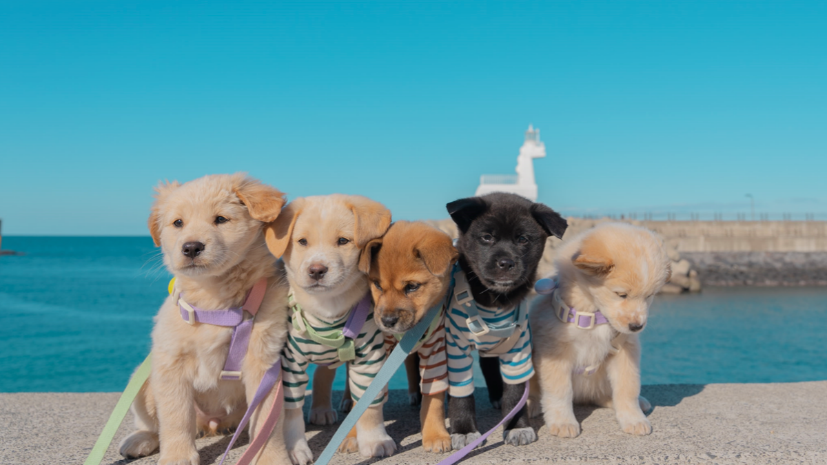 전대미문 후원펀딩 | 반려견 연습생들의 데뷔를 부탁해!