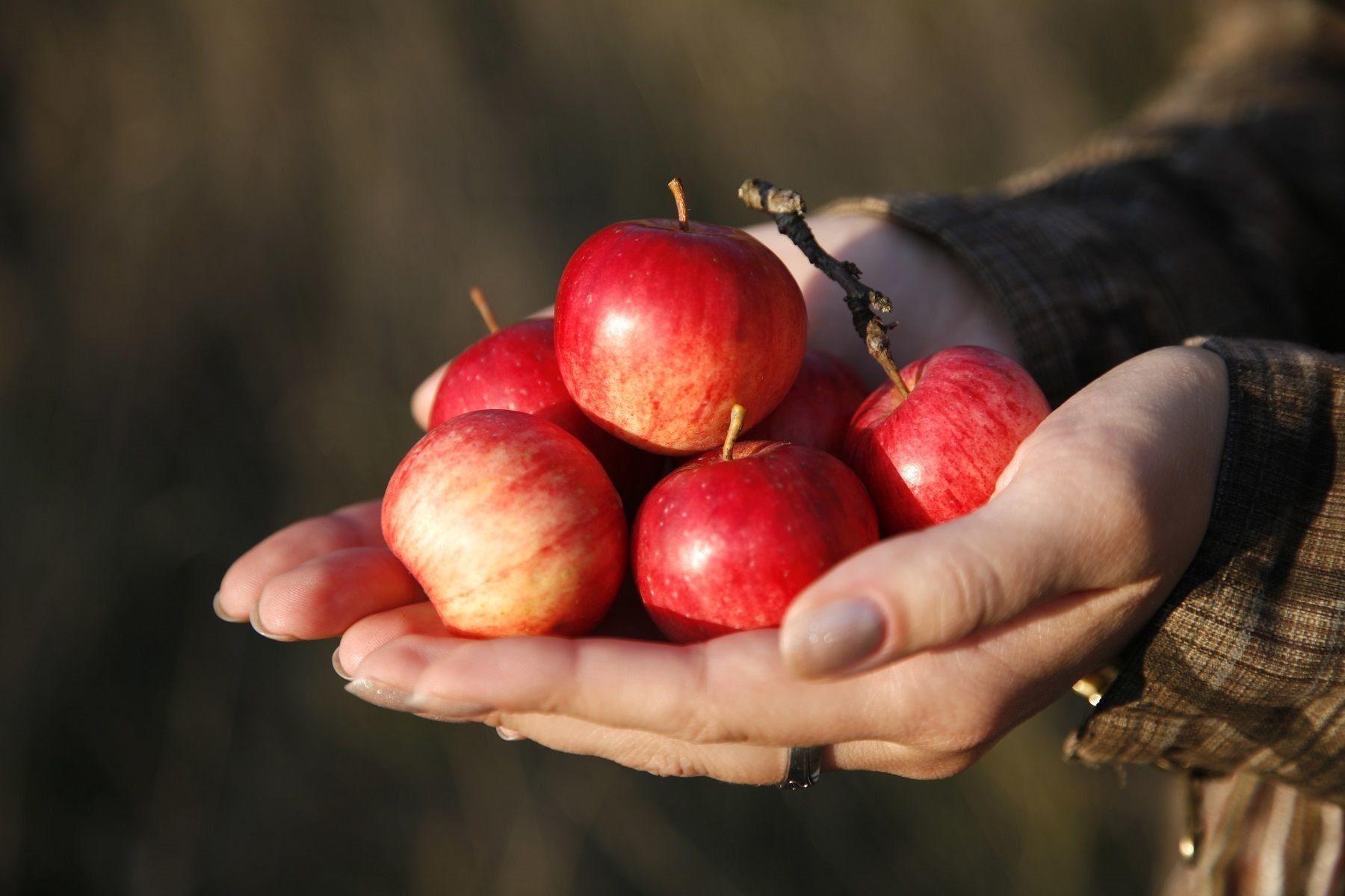 Three Rare Mini Apples in One! Sweet & Petite Mini Apple Trio