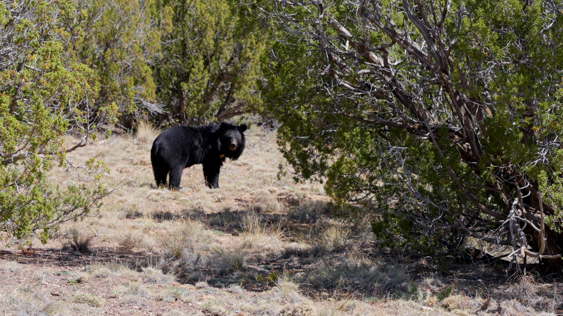 アメリカに移住した飼育熊の物語をご存知ですか？