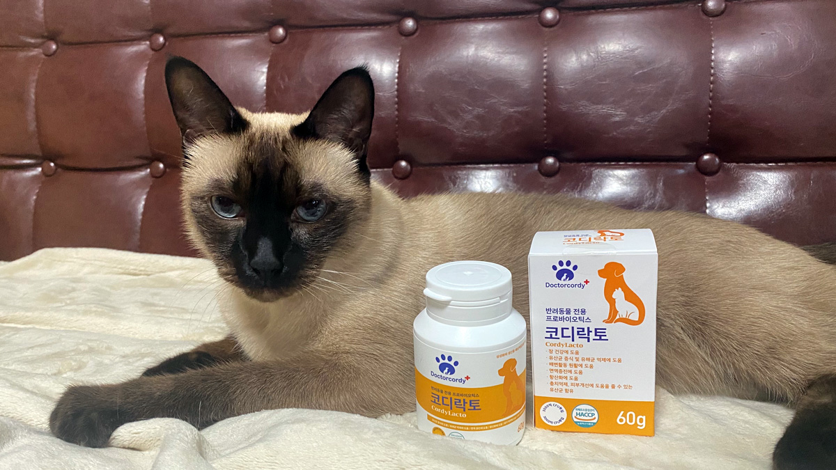 [닥터코디]宠物肠道健康计划！次世代益生菌CodiLacto代谢益生元