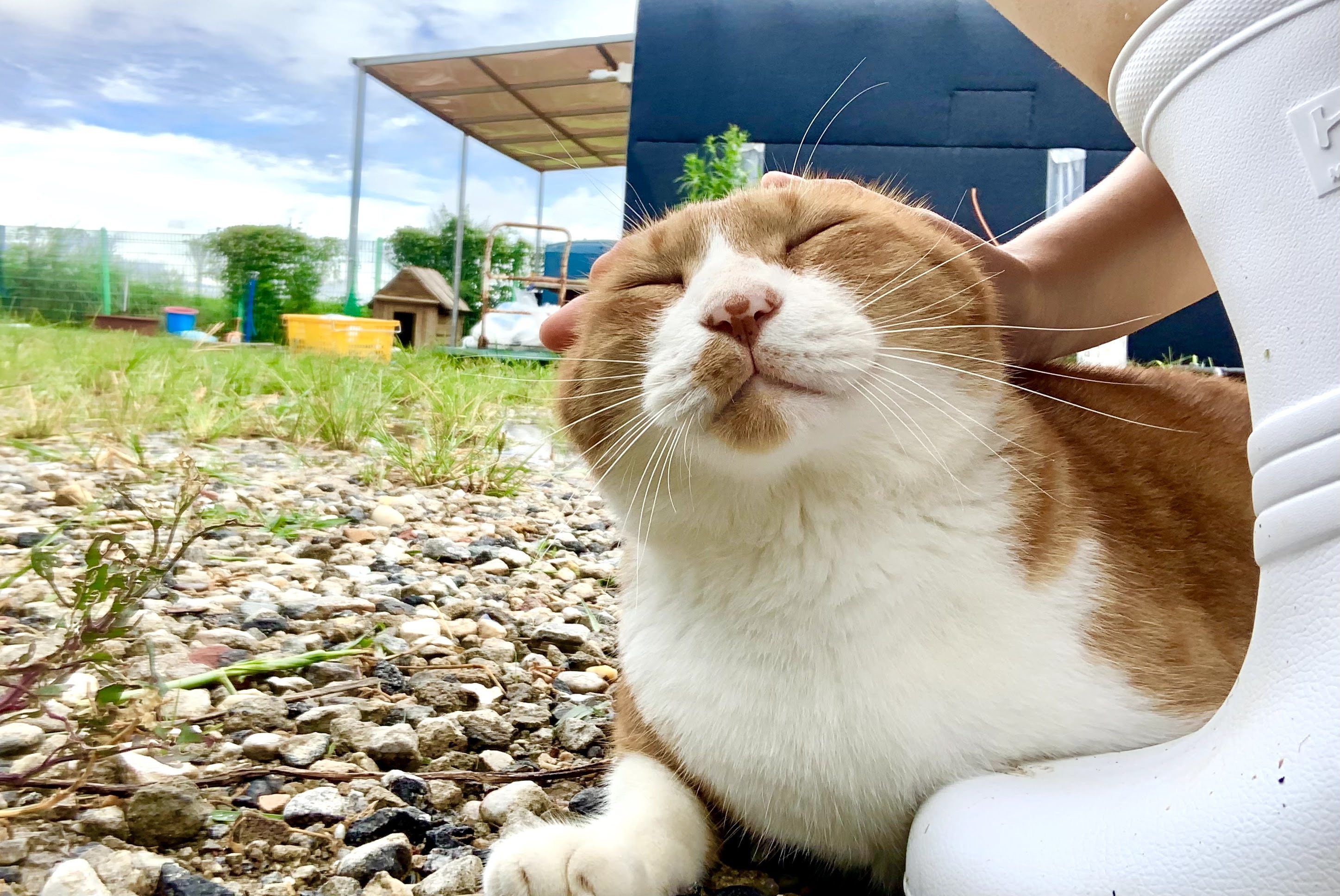 [유기동물] 너와 나, 우리 모두를 위한 '임시보호' 알리기 프로젝트 