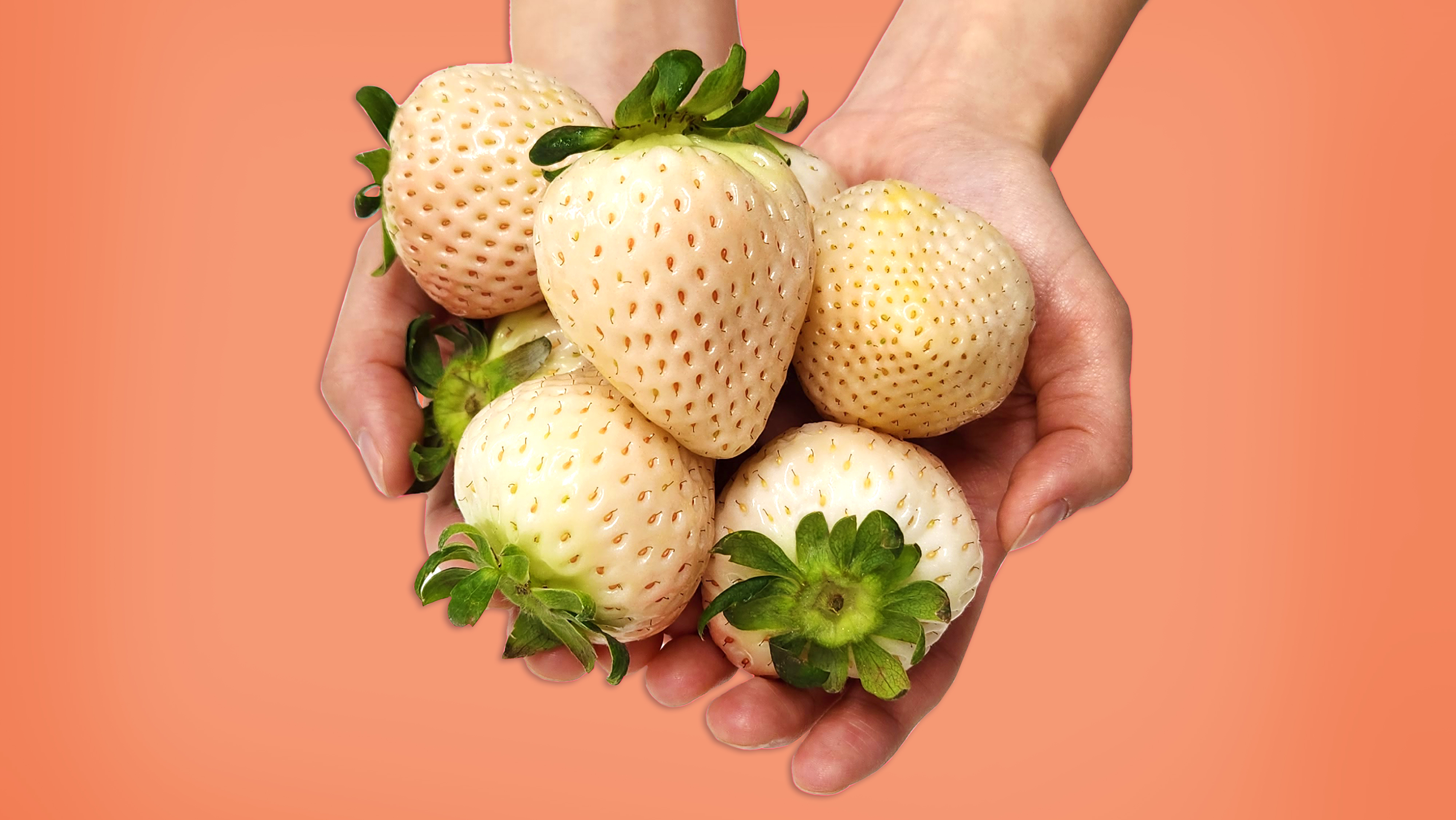 덜 익은게 아니에요! 원래 예쁜 하얀색이에요! 파인애플맛의 신데렐라 딸기