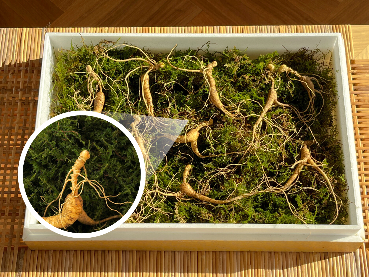 [1%特别礼遇] 限量高端人参礼盒（春节前送达）