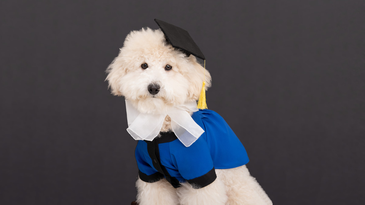 [ペット用卒業袴] 大切な思い出を愛犬・愛猫と一緒に！