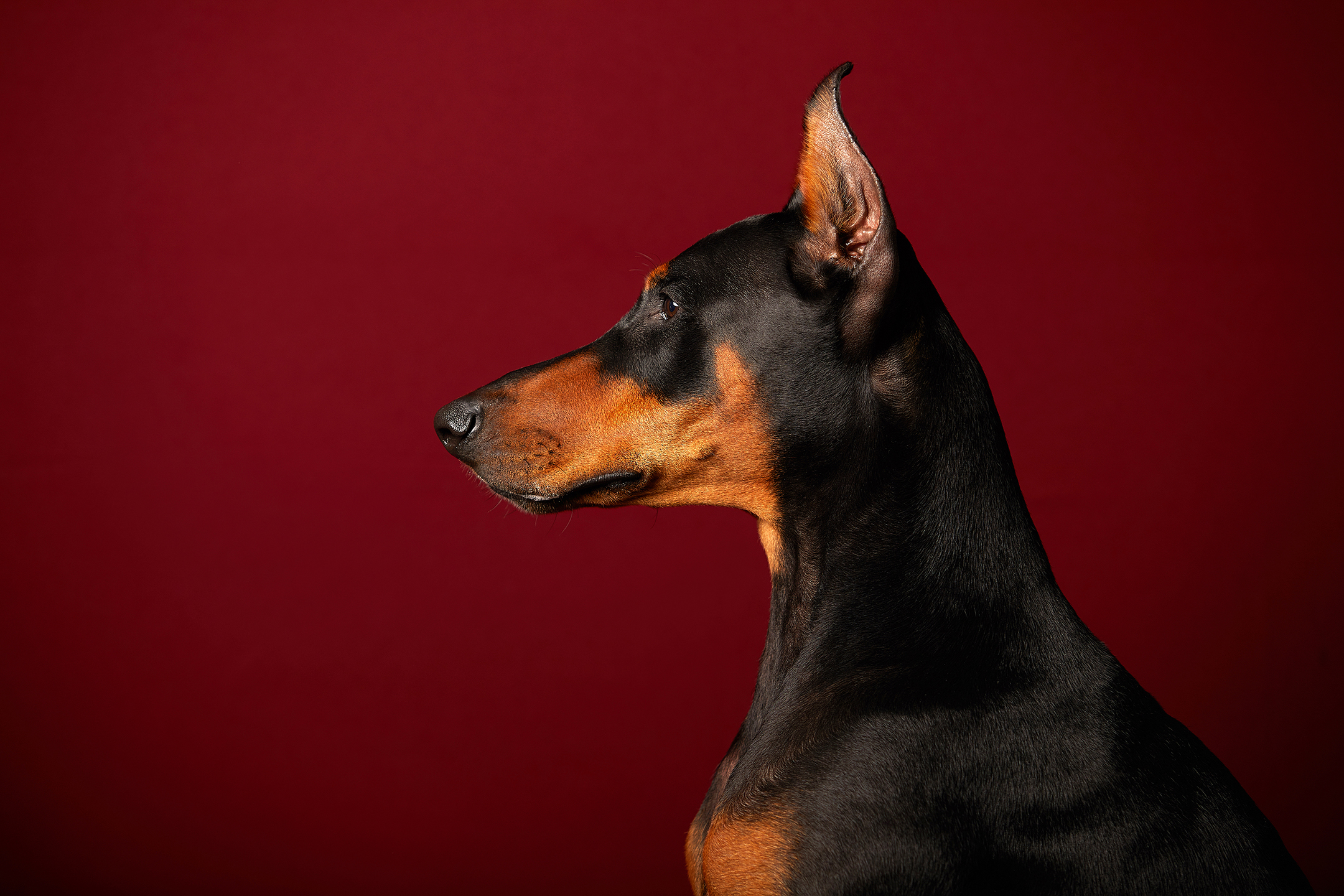 Anothersimpet Studio