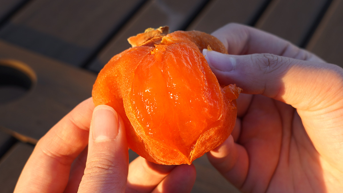 [극강의 겉쫀속촉] 호랑이를 이긴 곶감 , 홍길동 장성 대봉 반건시