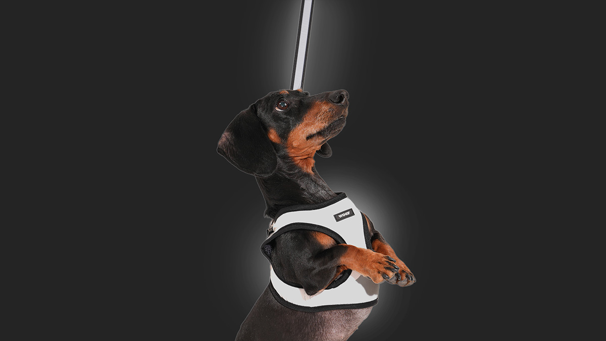 [国内初] 安心の夜散歩用反射ハーネス＆リード