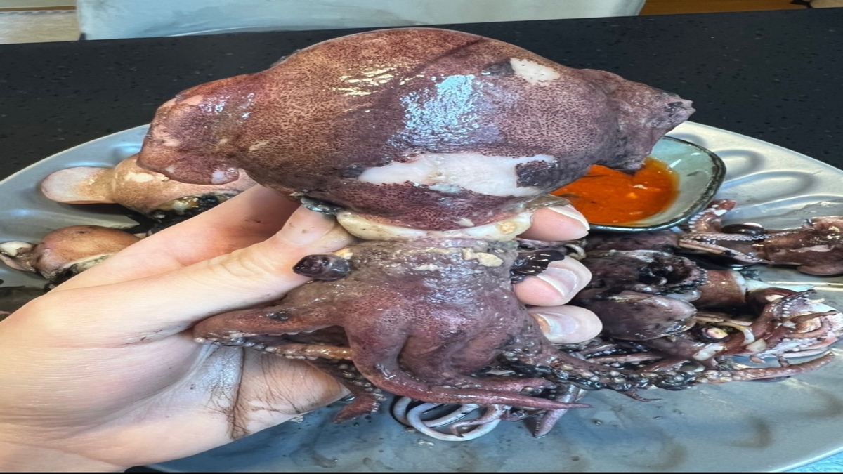 [M.N.M] Rare East Coast Cuttlefish (Limited Stock)