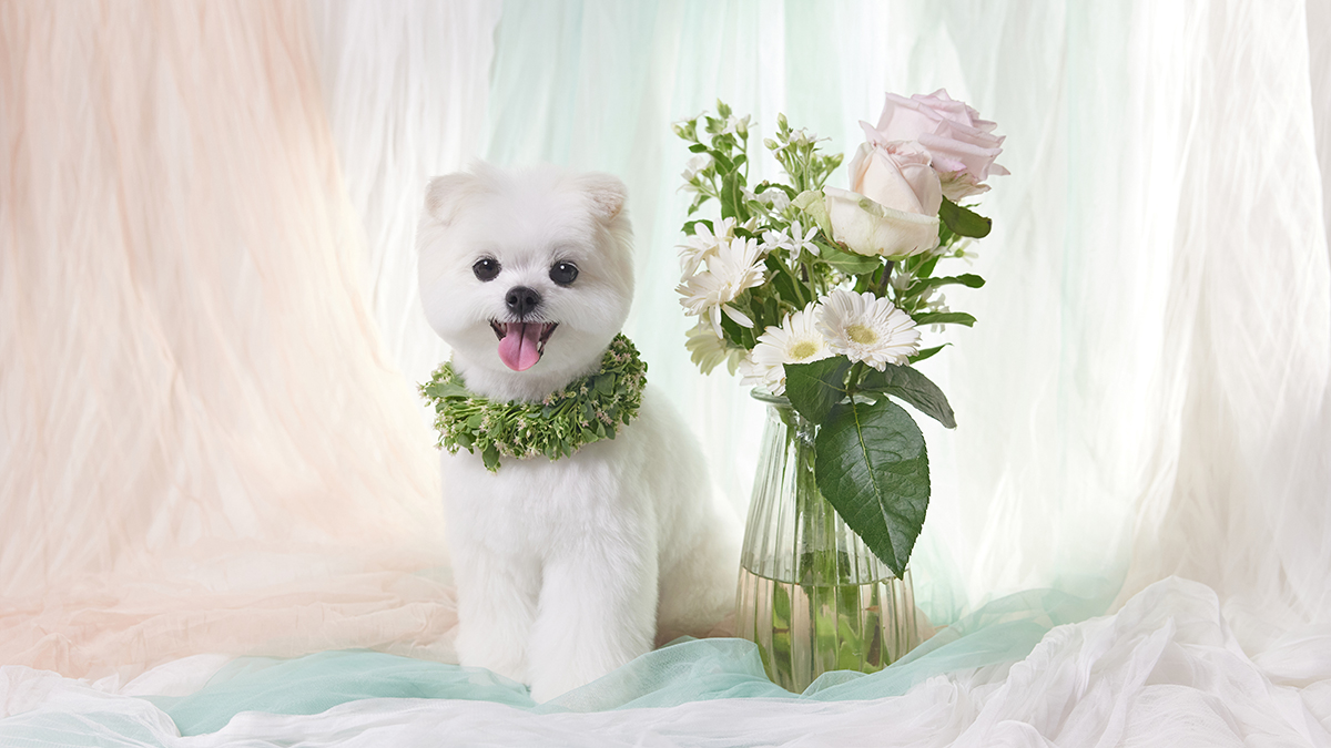 [LuceTePhoto] Custom Fresh Flower Pet Profiles That Truly Reflect You