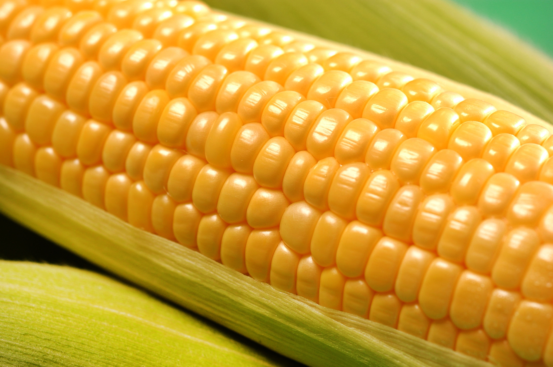 Sweet Corn arrives in May! Bursting with ultimate sweetness Sweet Corn