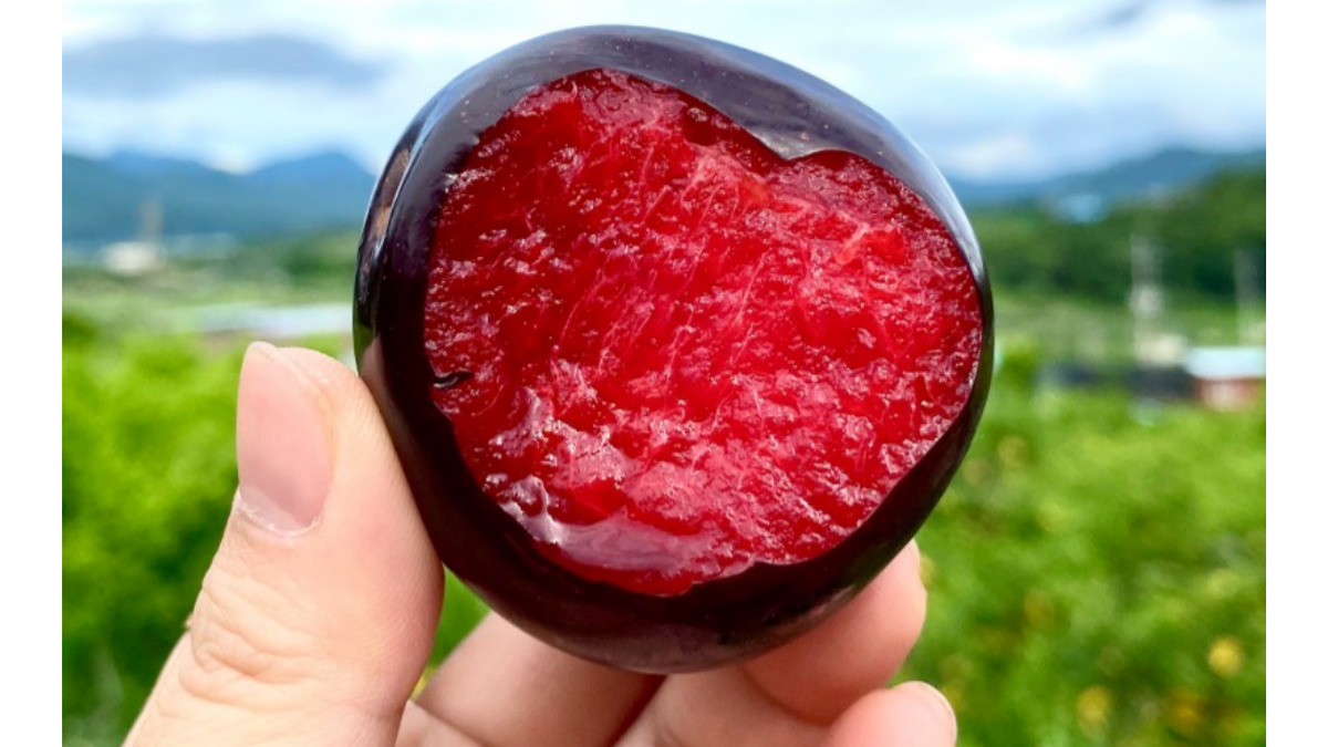 
<Nadia Plums> A July gift you can enjoy only one month a year!
