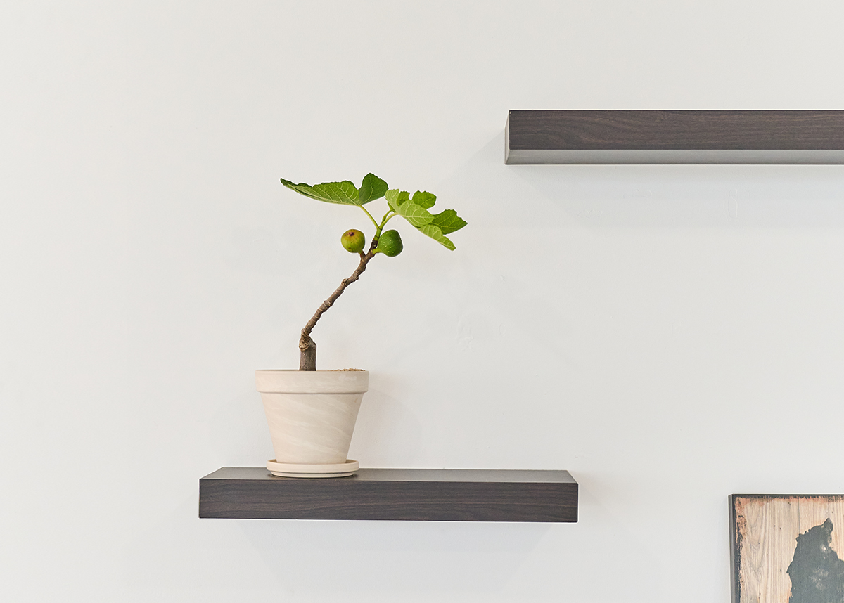 무화과 나무를 집에서 키운다고? 이제는 집에서 쉽게 무화과열매 수확하자!