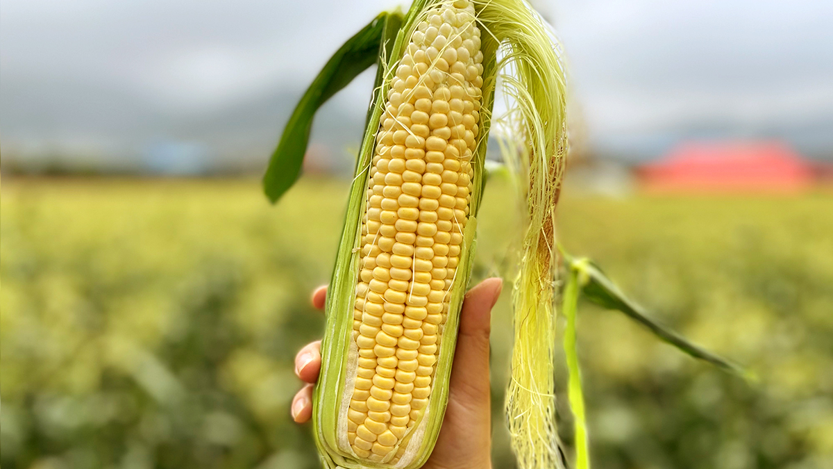 [保证20度以上甜度]甜如玉米！济州初摘超甜玉米直送