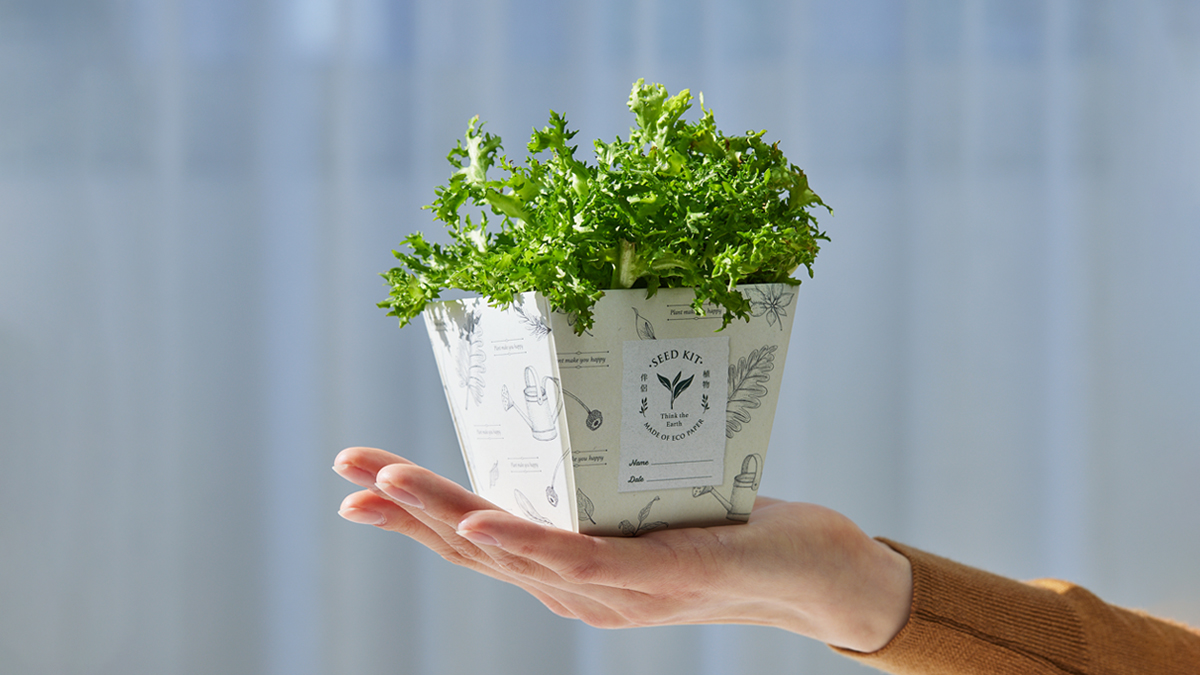 献给自己的治愈，餐桌上的小菜园“厨房种子套装”