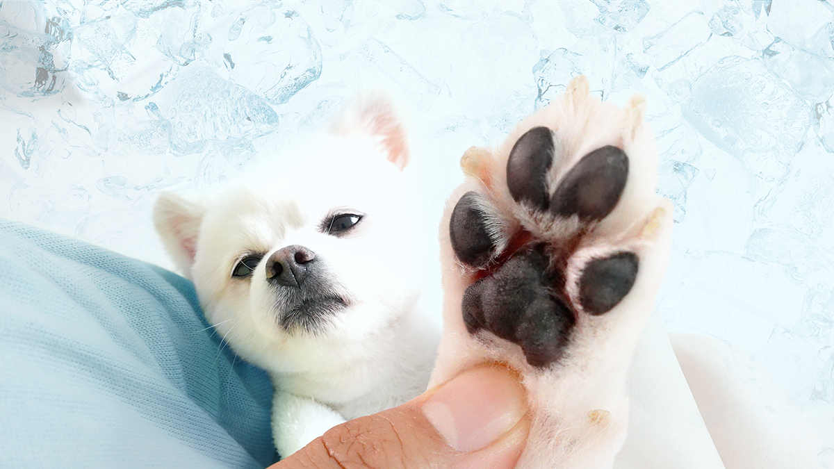 [강아지] 뜨거운 여름철 산책, 시원하게 쿨링 강아지 발바닥 크림
