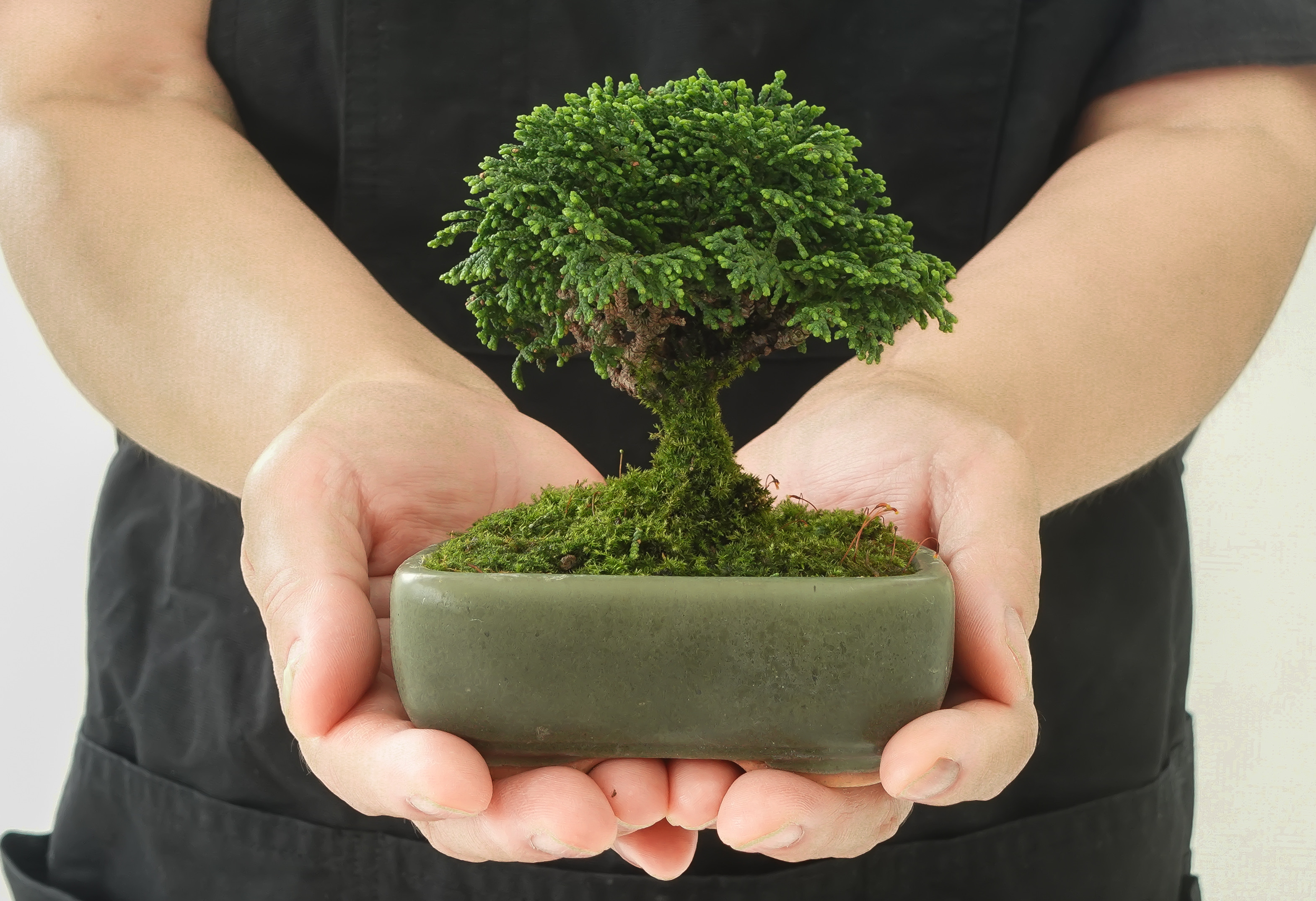 植物界的奢华，掌心里的迷你盆景