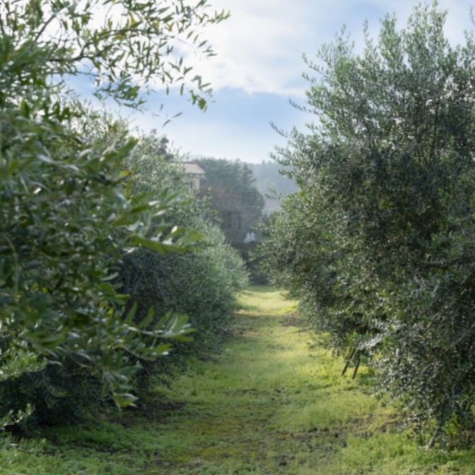 한국올리브 농업회사법인 주식회사